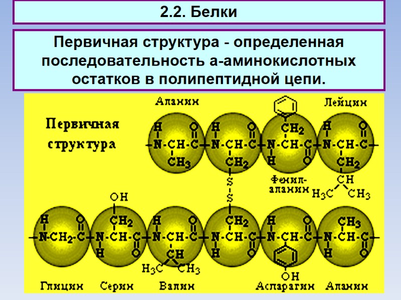 2.2. Белки Первичная структура - определенная последовательность a-аминокислотных остатков в полипептидной цепи.